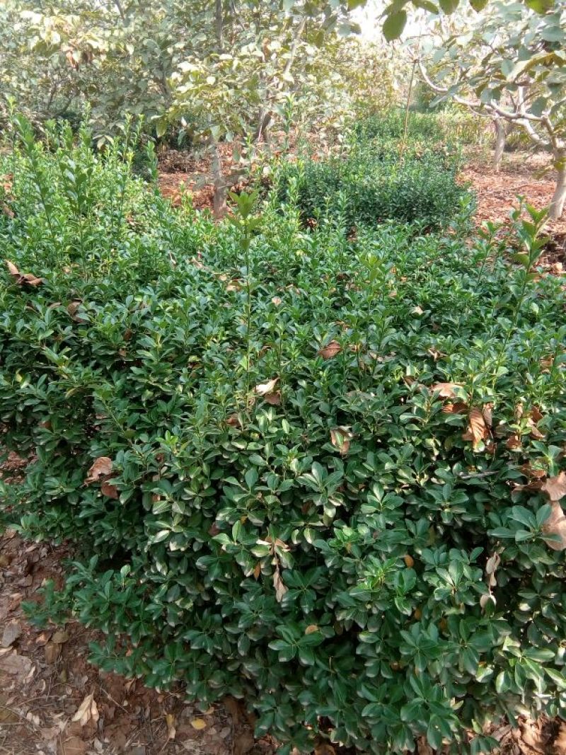 冬青球4~6cm1.5~2米