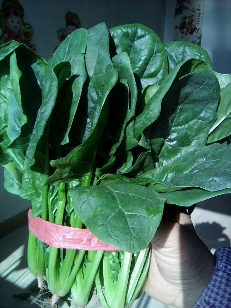全能菠菜20~25厘米