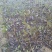 辽核1号核桃苗二年苗50~100cm