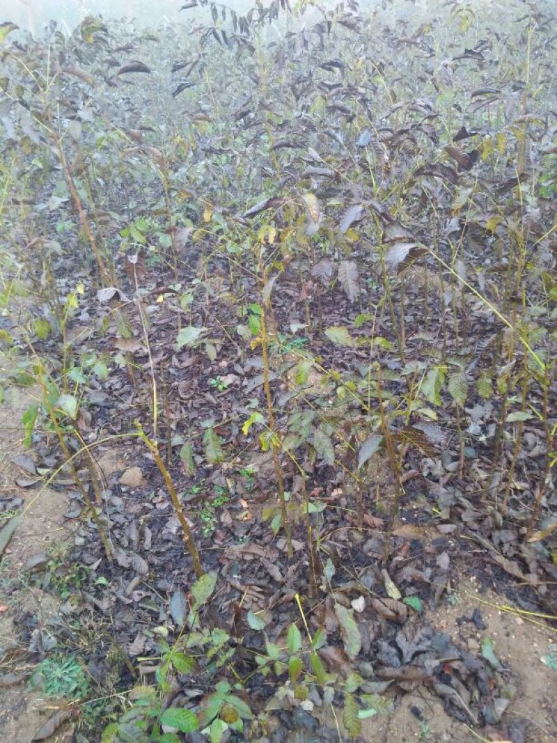 辽核1号核桃苗二年苗50~100cm