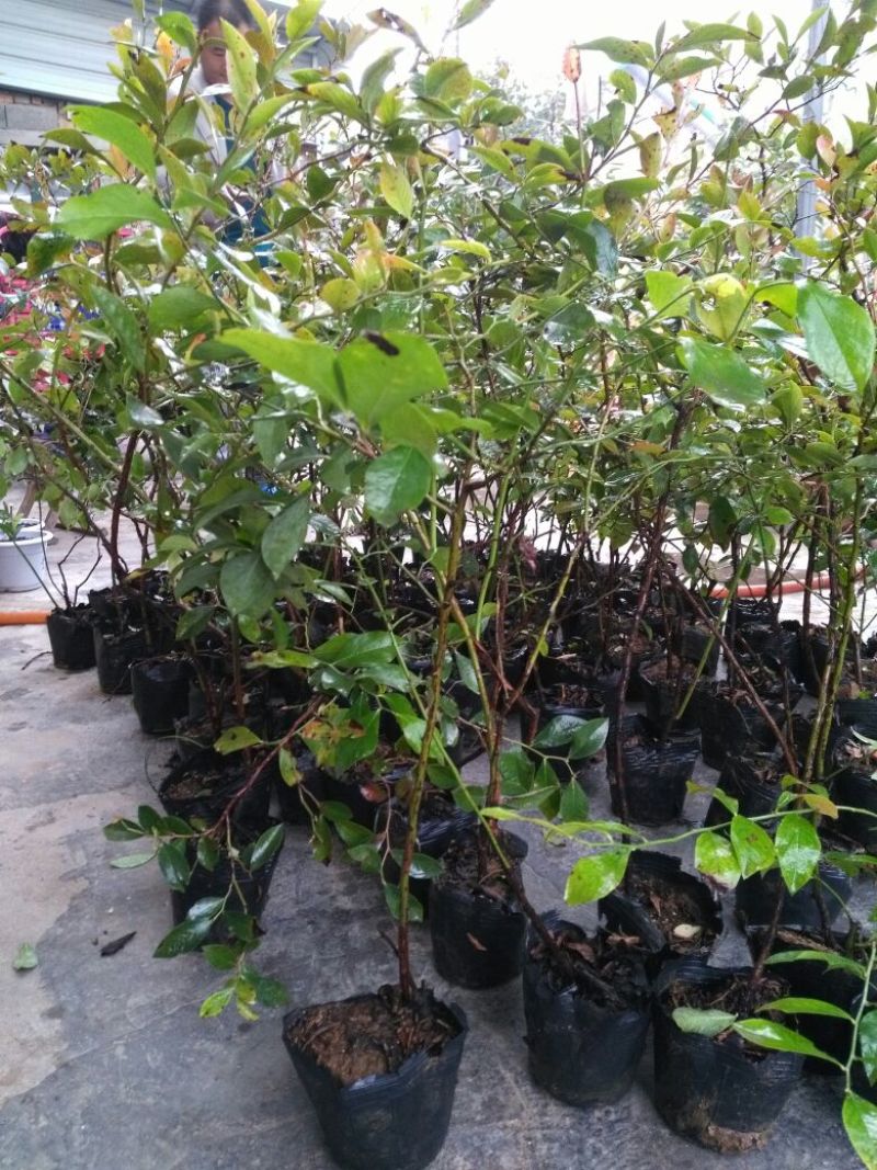 蓝莓苗30~50cm1~2年
