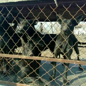 宠物狗黑狼犬猎犬大小通货