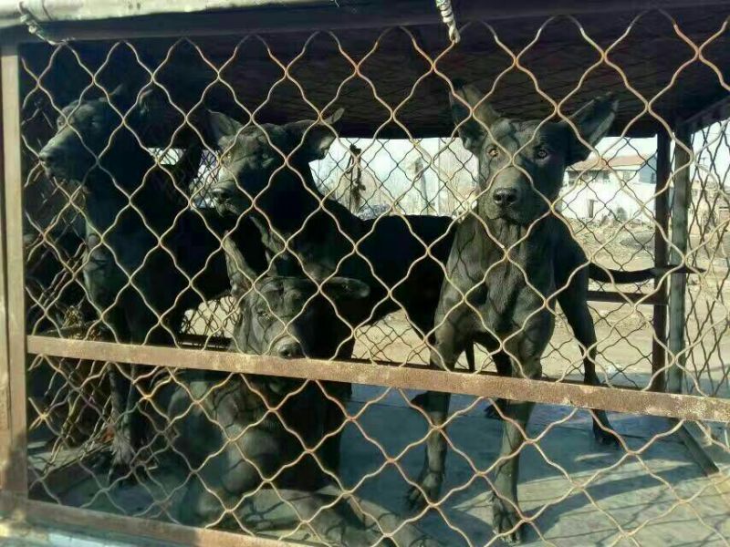 宠物狗黑狼犬猎犬大小通货