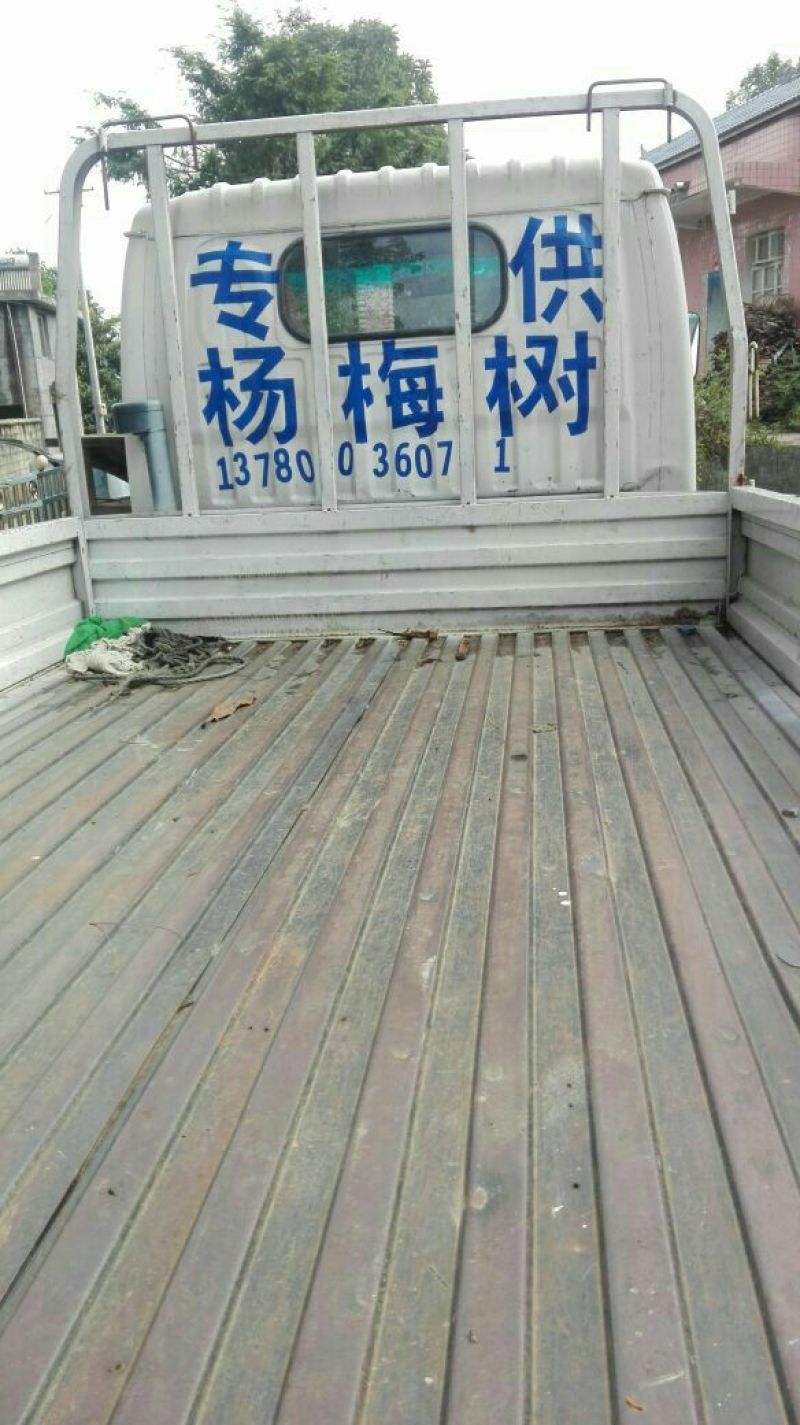 杨梅树30~50cm