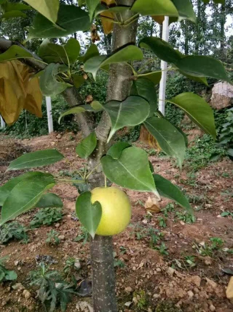 红梨300~350g纸袋