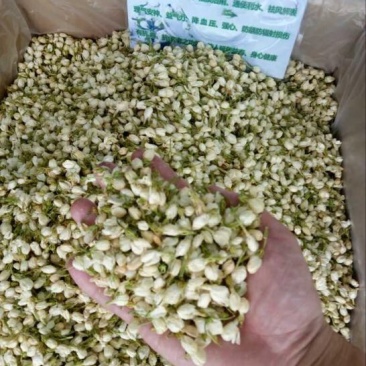 药用茉莉花