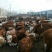 育肥牛犊100~200kg