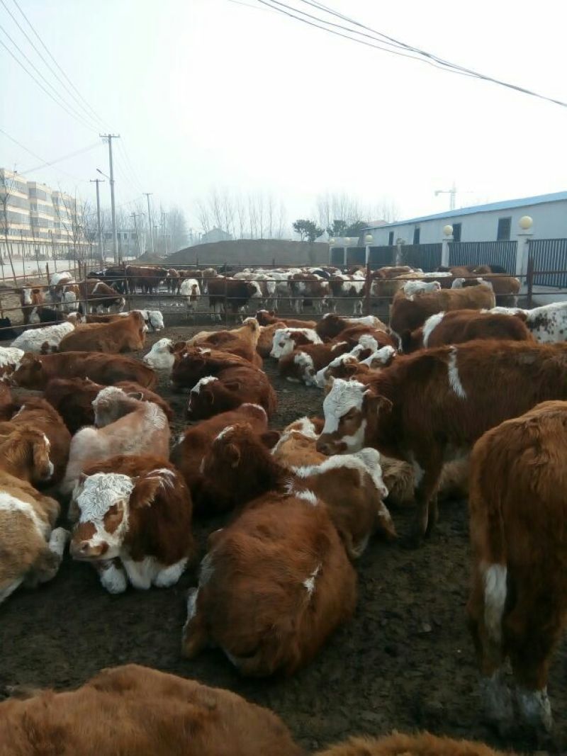 育肥牛犊100~200kg