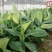 香蕉苗威廉斯桂蕉大巴西