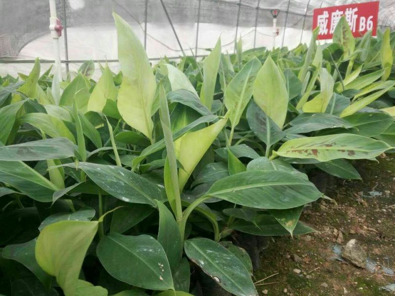 香蕉苗威廉斯桂蕉大巴西