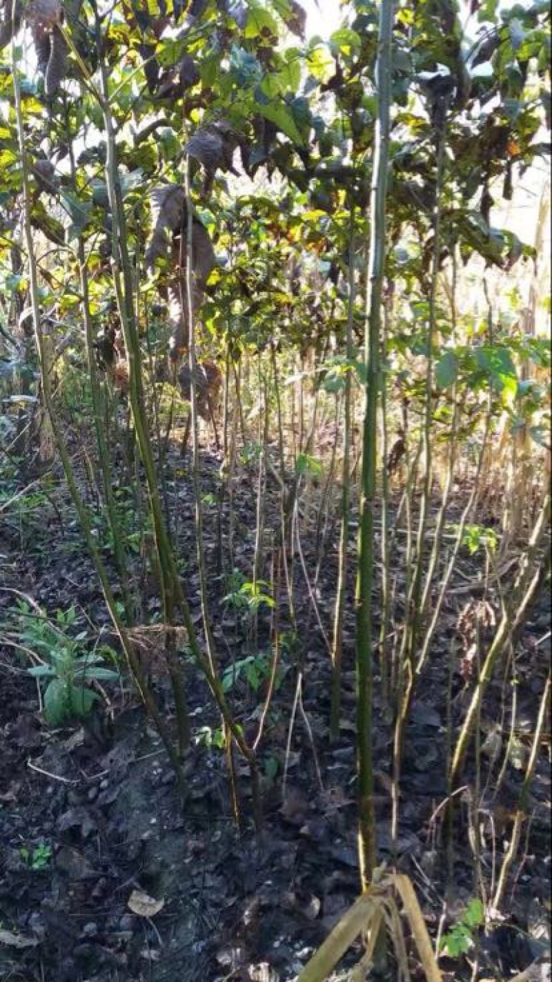 核桃苗50~100cm二年苗