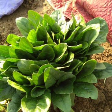 大叶菠菜15~20厘米
