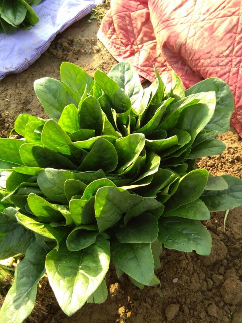 大叶菠菜15~20厘米