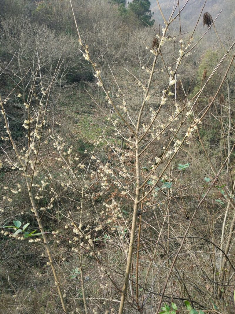 腊梅花