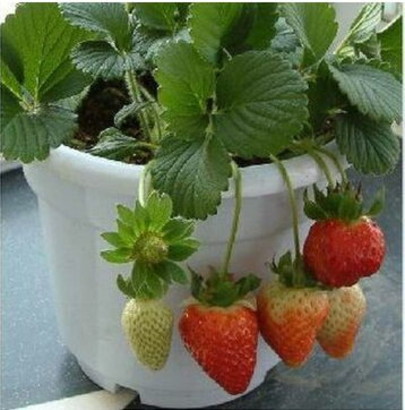 草莓苗红颜奶油草莓甜查理草莓四季盆栽草莓