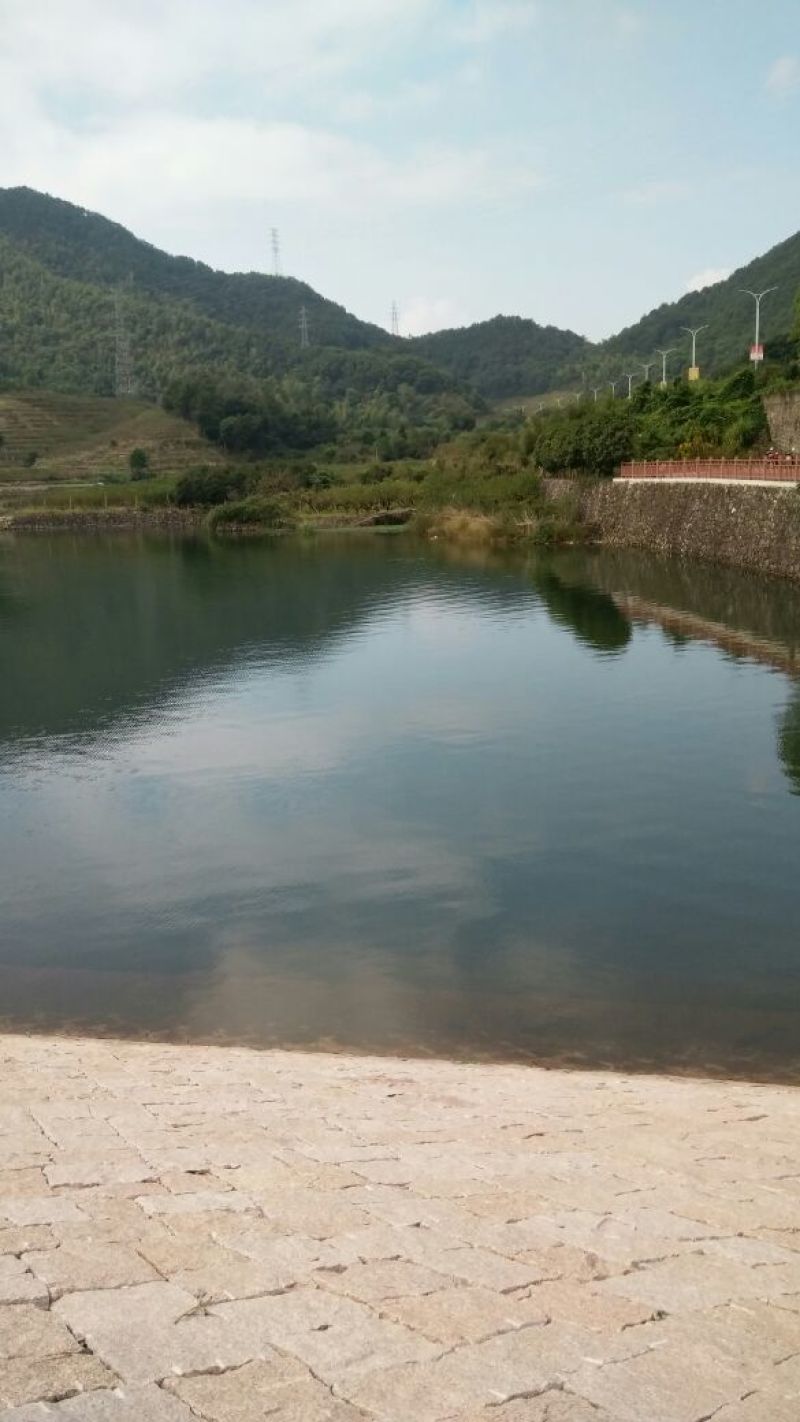 鲫鱼食用