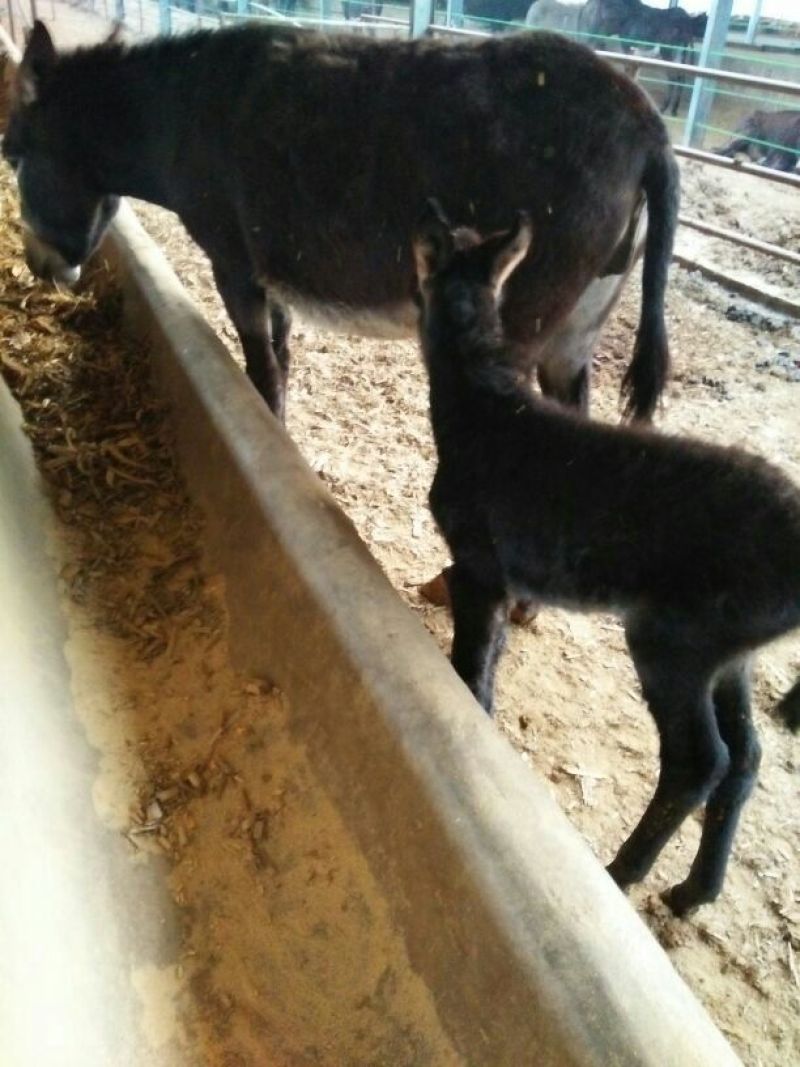 肉驴200~400斤