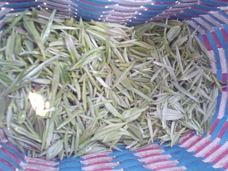 本山茶一级