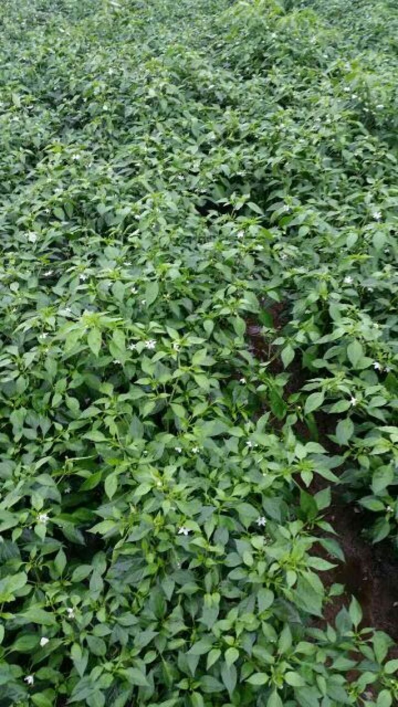 L3F1辣椒15~20厘米青
