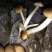 茶树菇12cm