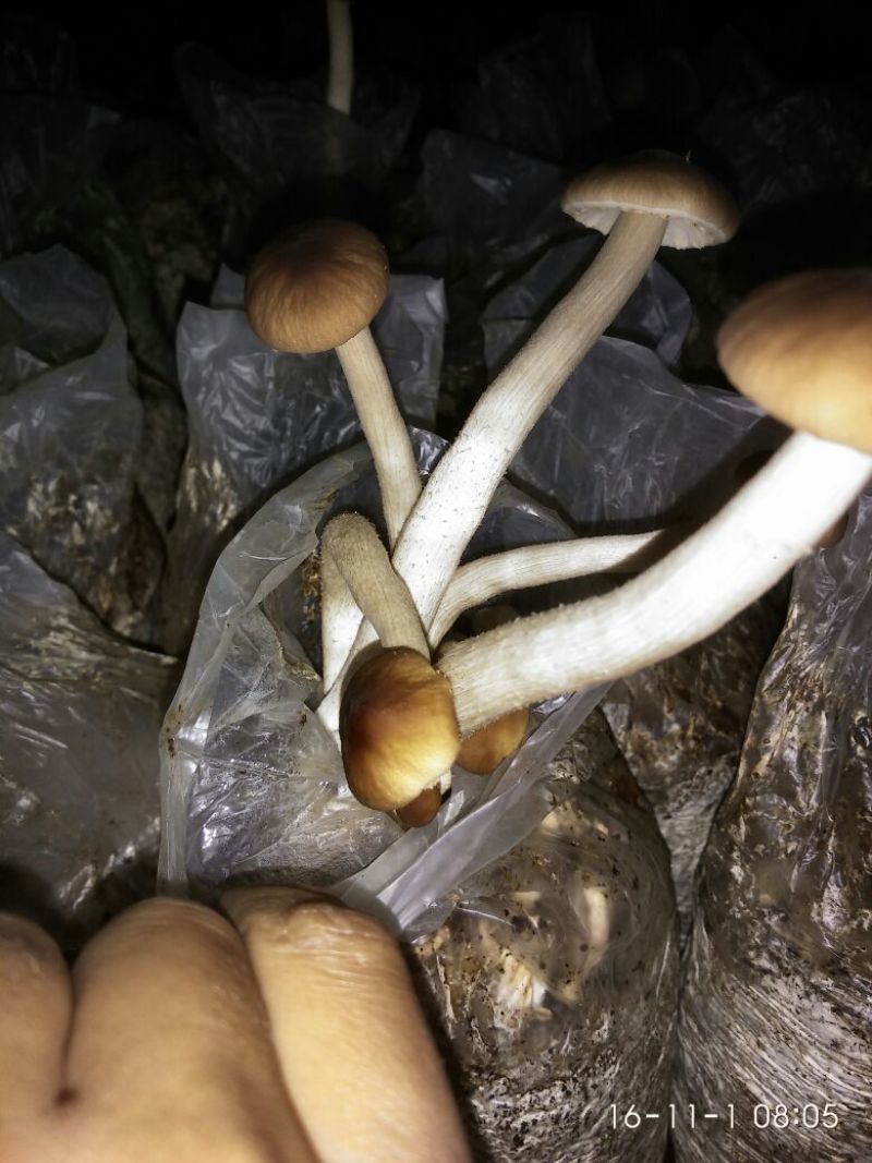 茶树菇12cm