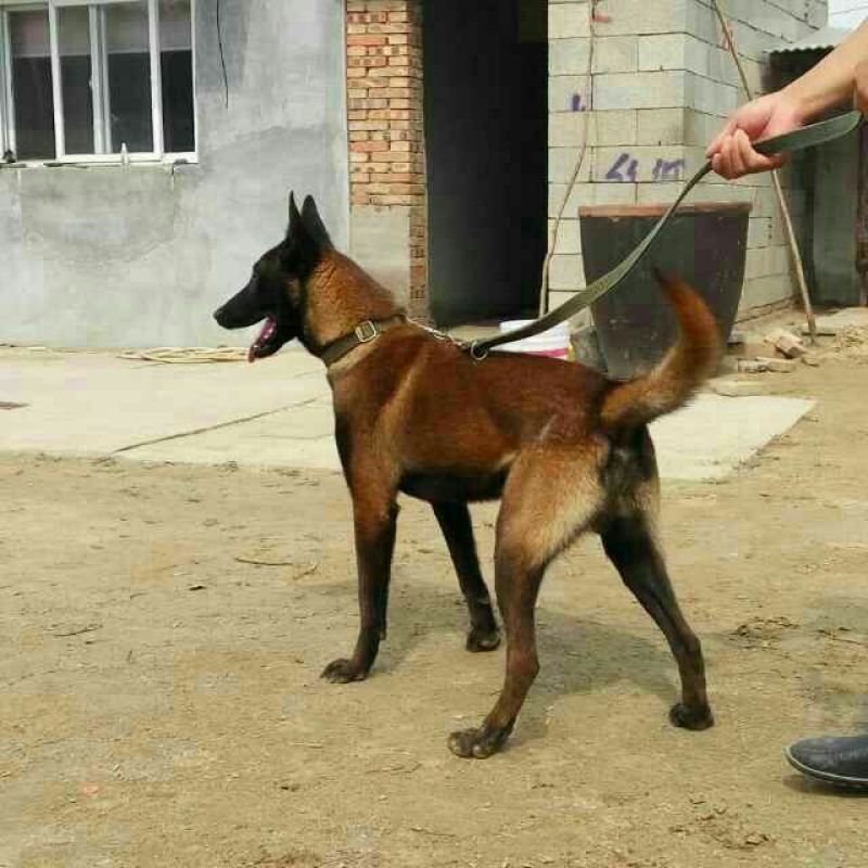 马犬母