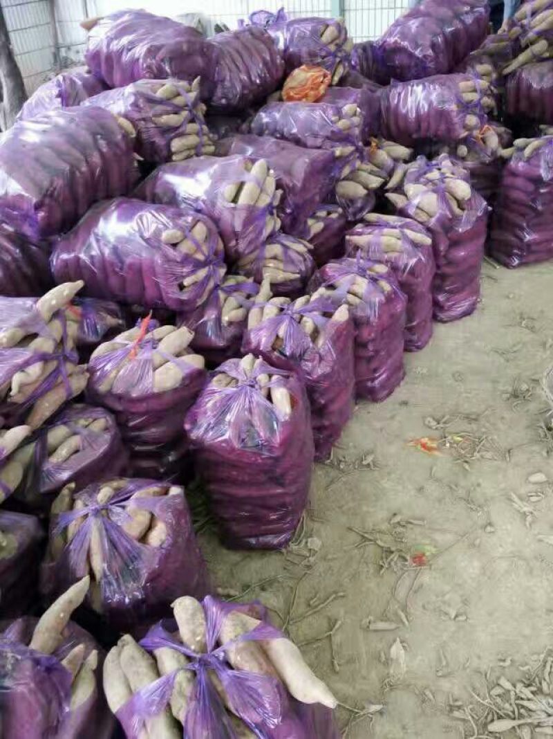秦薯五号4两以上白心