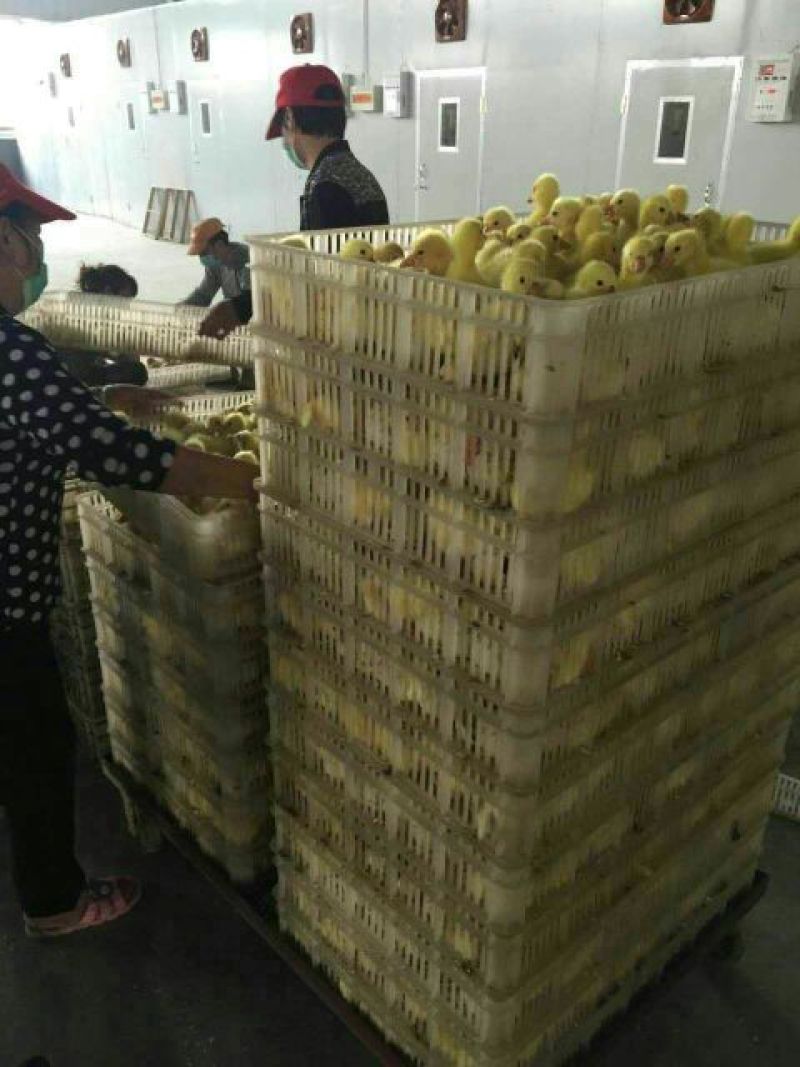 三花鹅苗250g以下