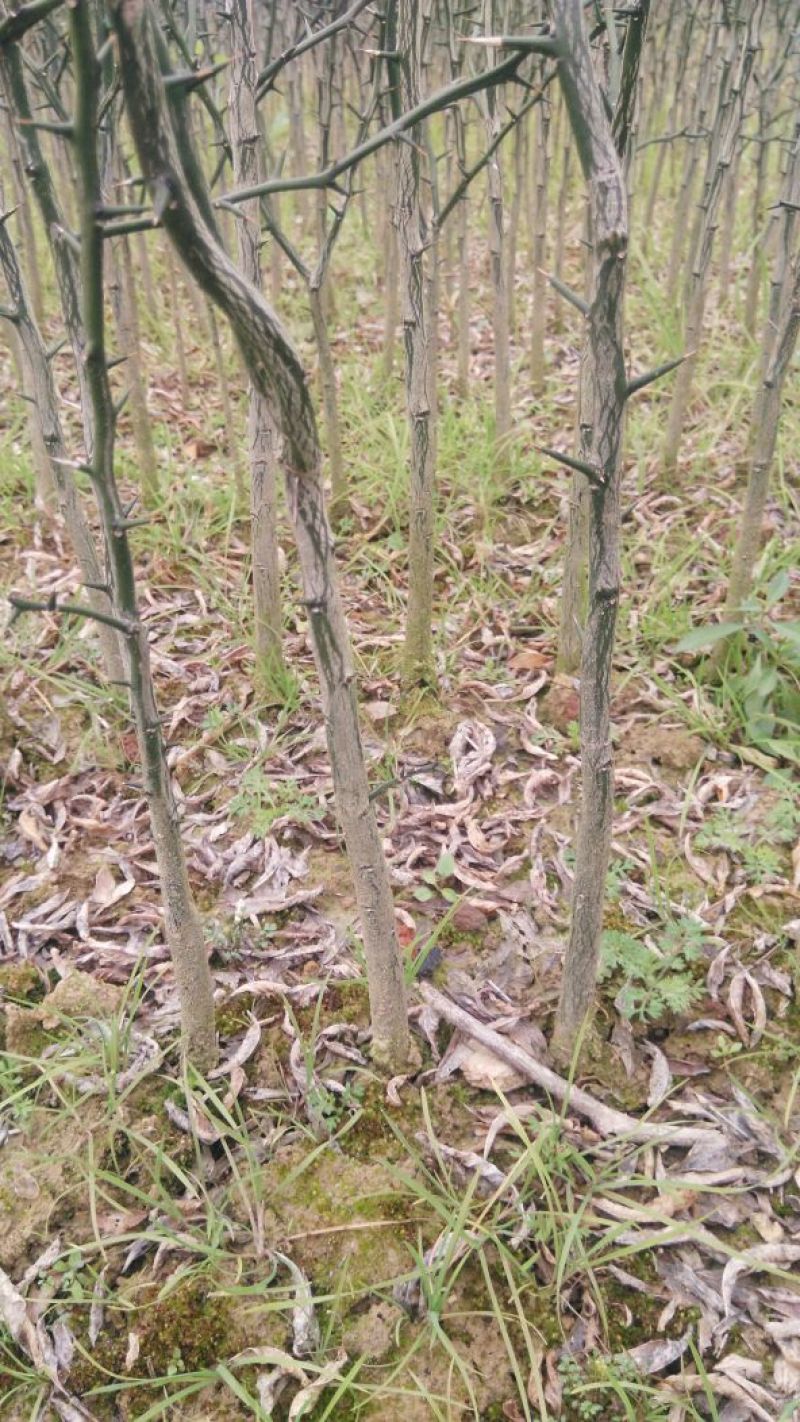 枳壳苗脚本父本枮木嫁接枮篱笆刺