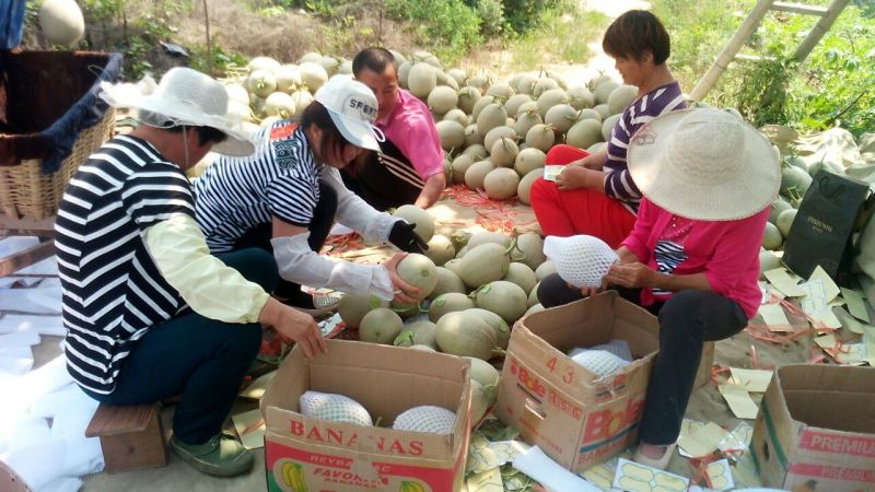 网纹瓜2斤以上椭圆形