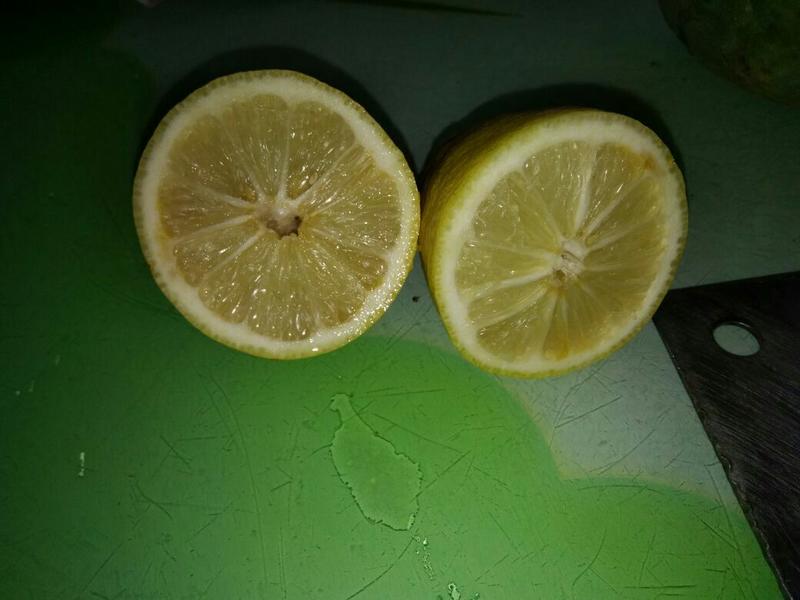 香水柠檬树苗30~50cm
