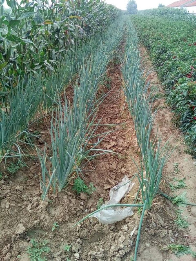 大葱40cm以上毛葱3cm左右