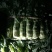 三青莴笋无裂纹颜色绿高度50单颗2斤大量有货基地三青莴笋