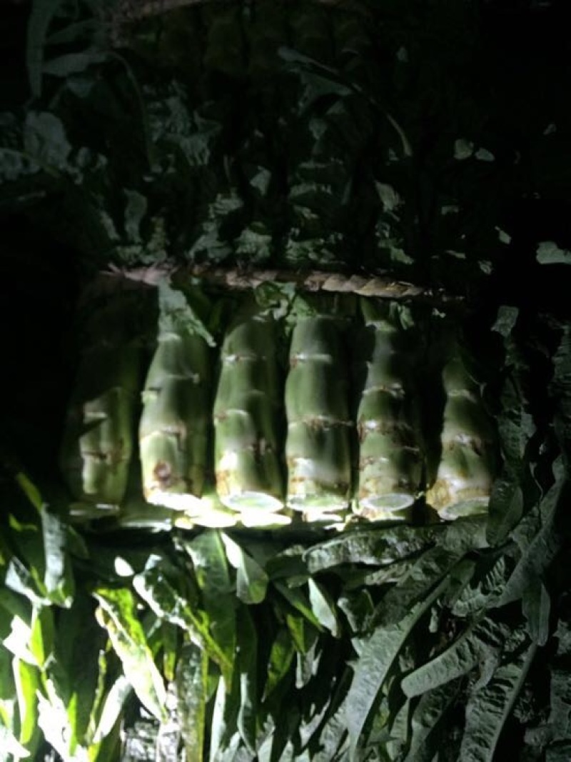 三青莴笋无裂纹颜色绿高度50单颗2斤大量有货基地三青莴笋