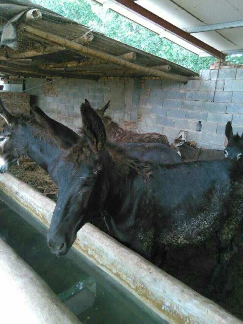 黑驴