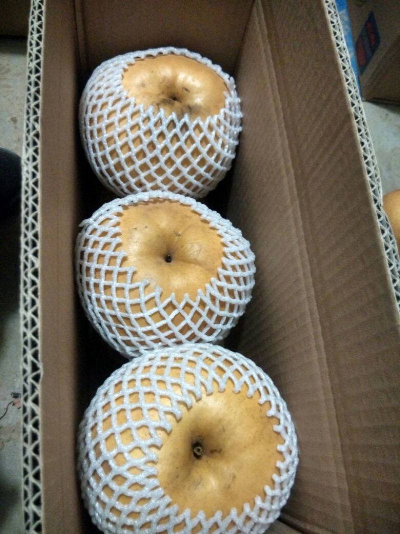 晚秋黄梨600g以上纸箱