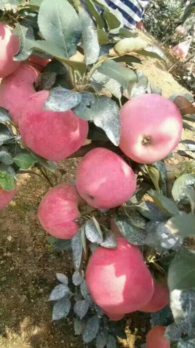 【荐】红星苹果批发基地山东苹果产地直销量大货好价格低