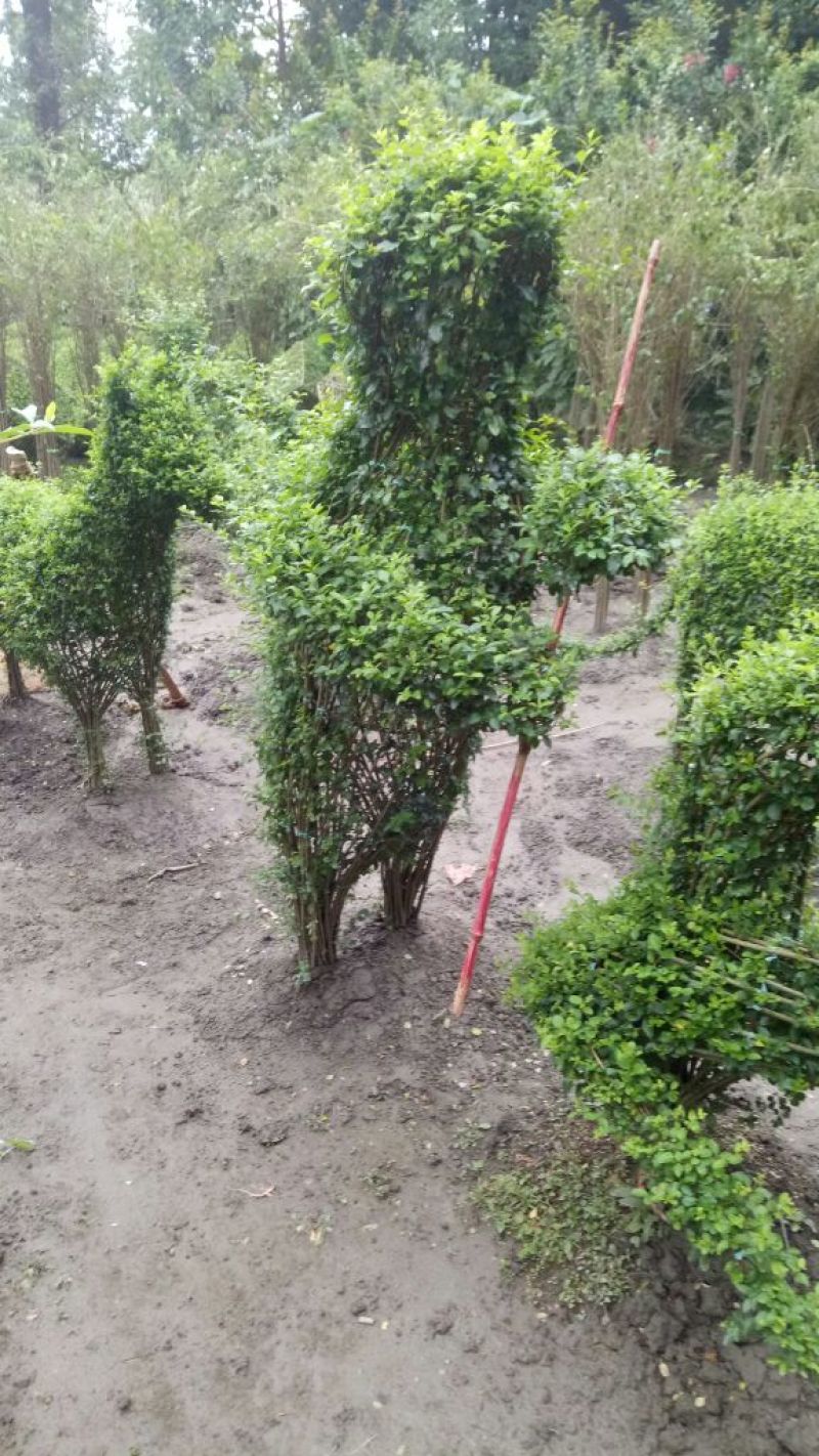 女贞4cm以下