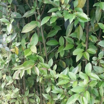大叶女贞4cm以下