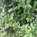 大叶女贞4cm以下