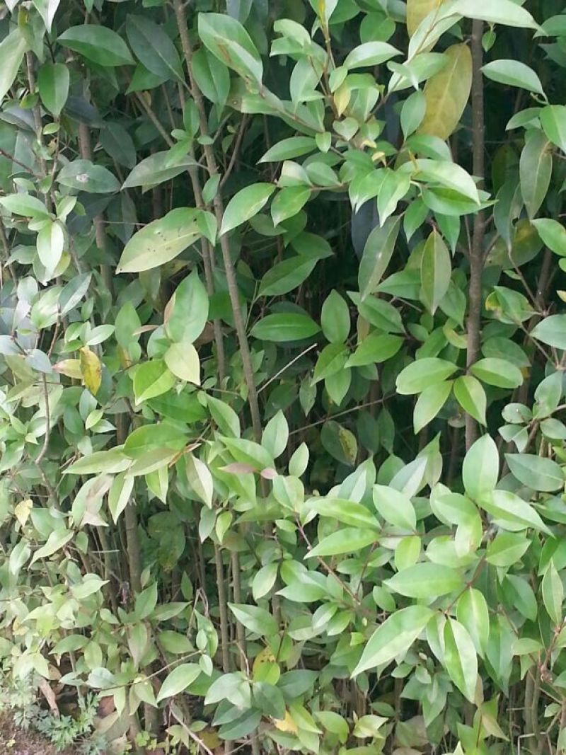 大叶女贞4cm以下