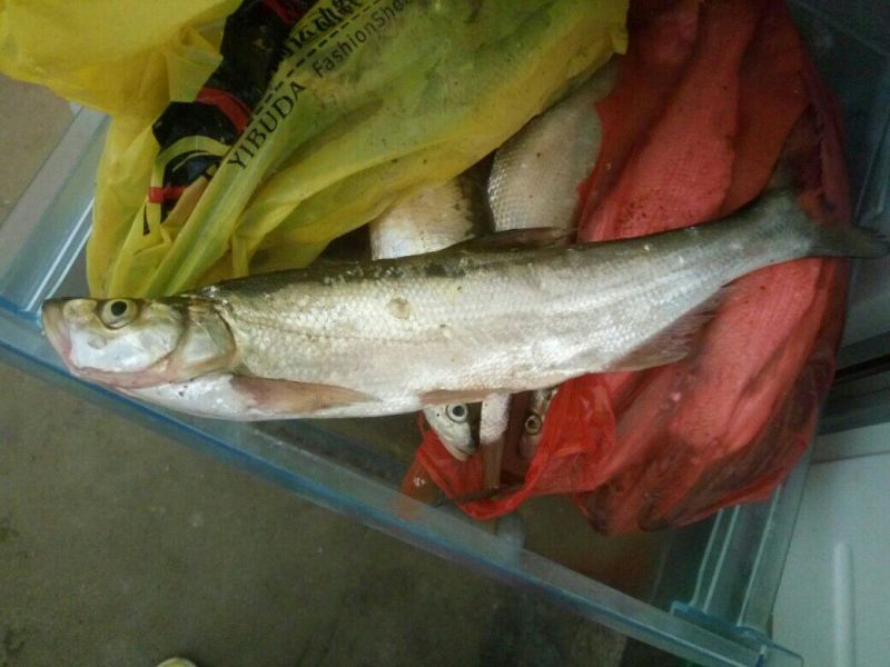 河虾活虾26~30只/kg