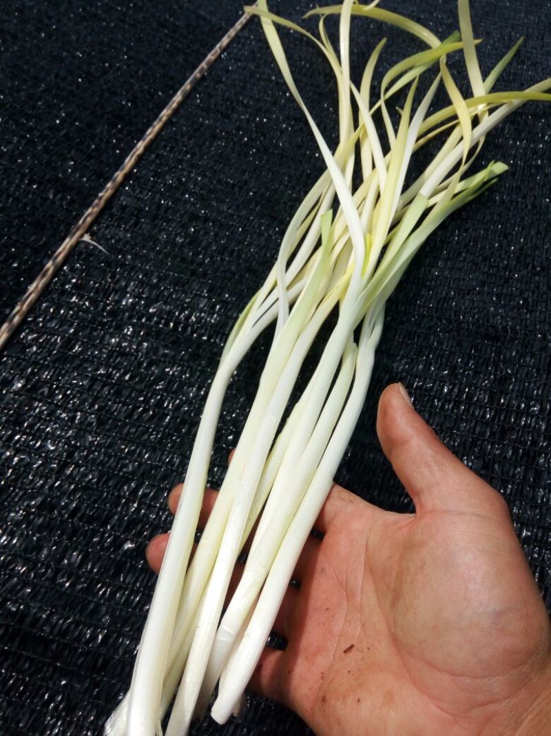 韭黄头茬40~50公分