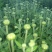 菊花茶