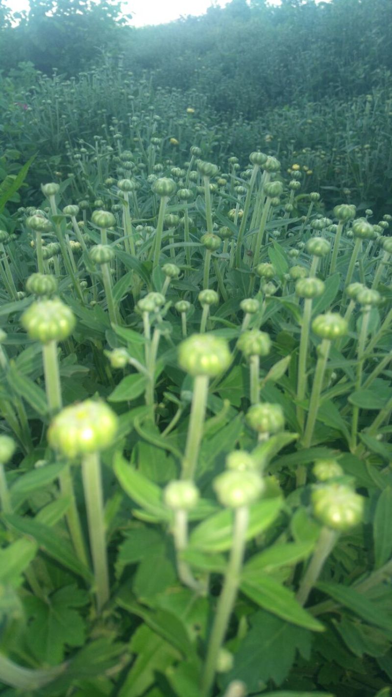 菊花茶