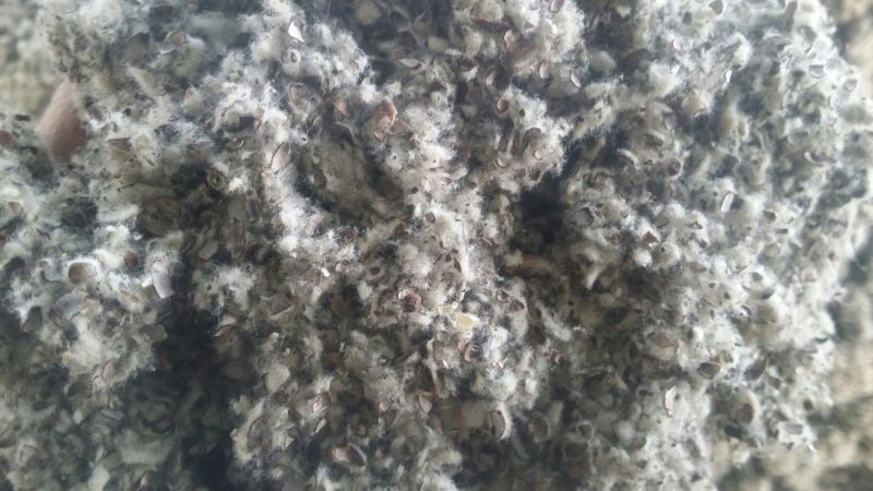 棉籽壳铁路发运磨盘可加粉20优质磨盘货可视频看货