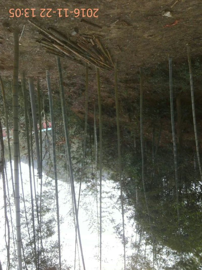 楠竹，原始竹林5~6cm5~6米