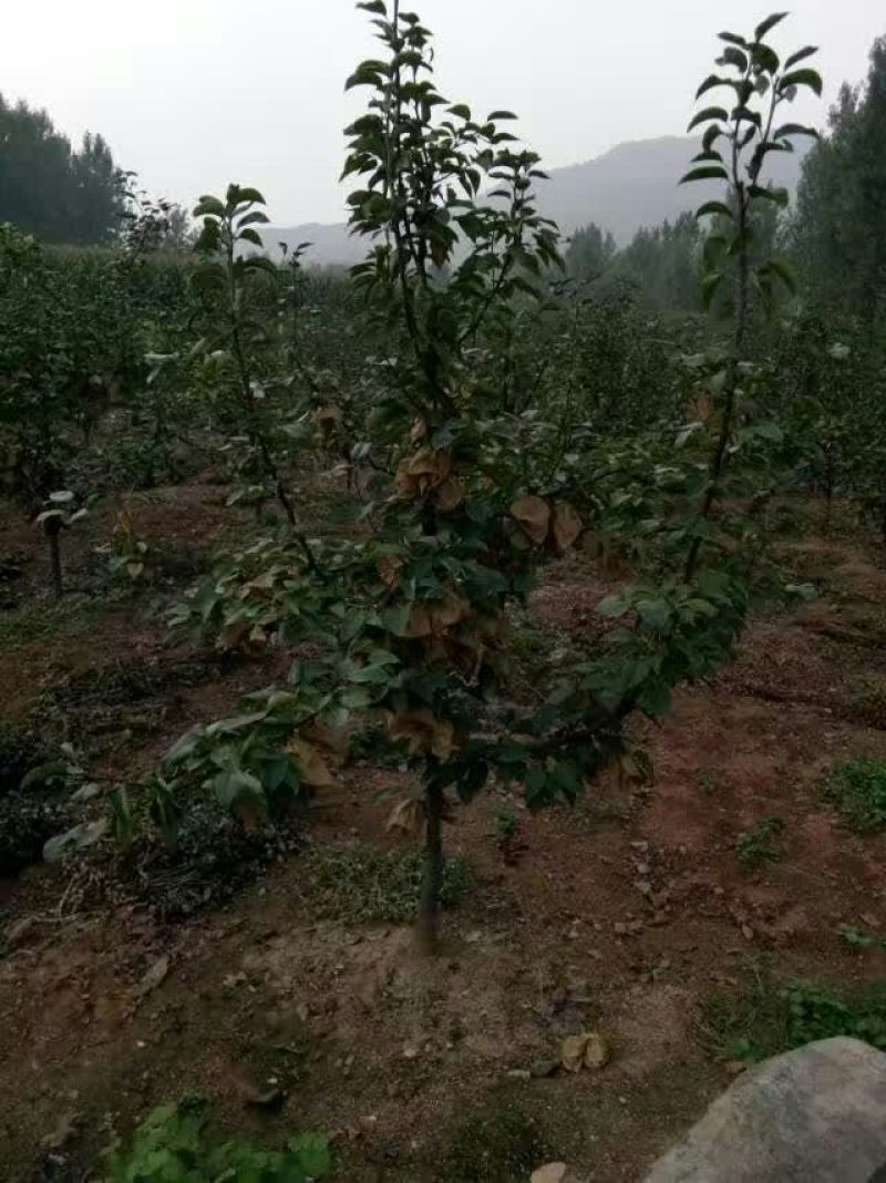 红梨300~350g纸袋