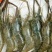 青虾食用16~20只/kg