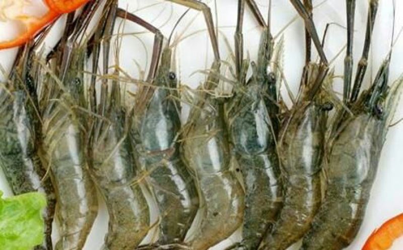青虾食用16~20只/kg